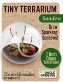 Tiny Terrarium Carnivorous Glass Terrarium