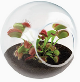 Tiny Terrarium Carnivorous Glass Terrarium