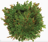 Dinosaur Plant- the Amazing Plant that Grows in Hours